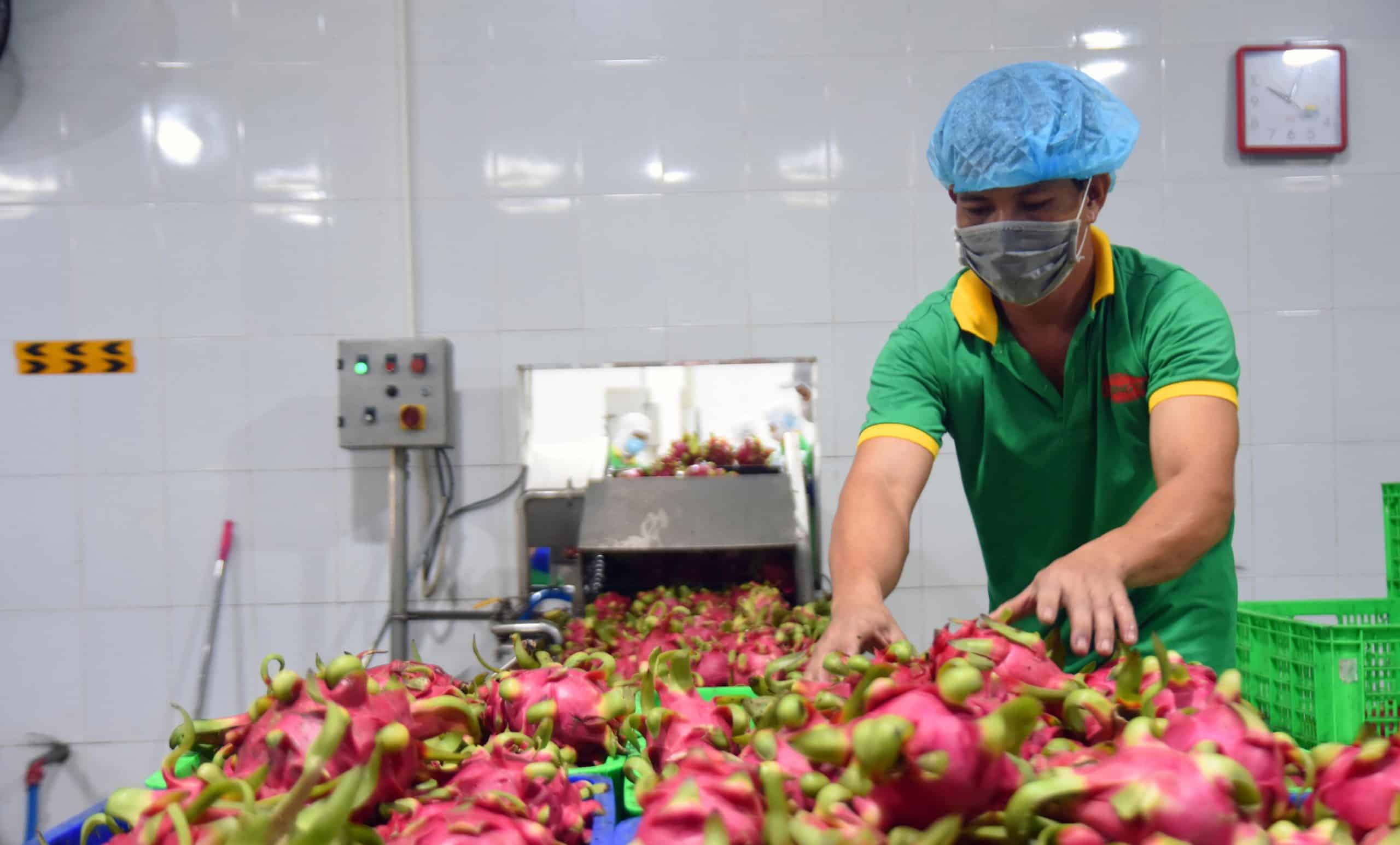 Nhân viên Công ty Lương Gia sàng lọc thanh long đầu vào